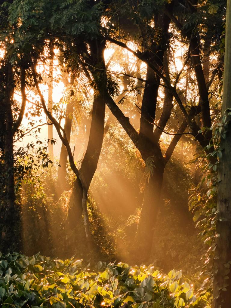 warm morning light in a forest